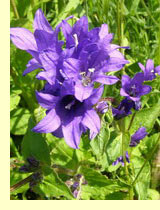 Колокольчик скученный (С. glomerata L.) Колокольчик скученный (С. glomerata L.)